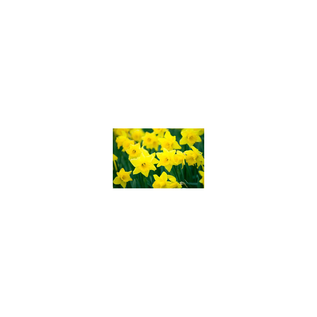 Narcis - Tamara - cibuľky - 3 ks