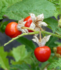Paradajka Liči - Solanum sisymbrifolium -  Semená rajčiaka - 6 ks
