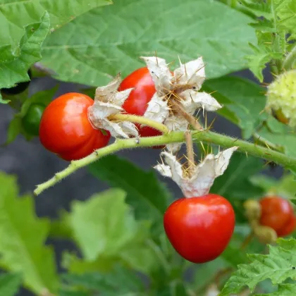 Paradajka Liči - Solanum sisymbrifolium -  Semená rajčiaka - 6 ks