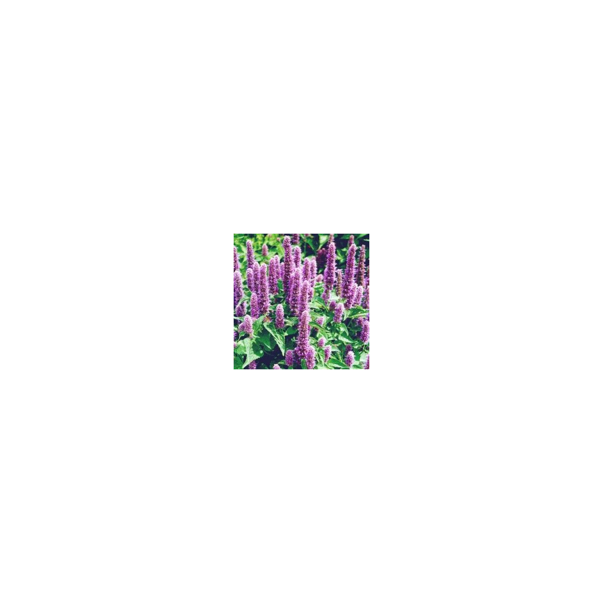 Agastache mexická Bavaria - Agastache mexicana - predaj semien - 30 ks