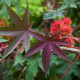 Ricín obyčajný červený Karmen- Ricinus communis gibsoni - semiačka - 3 ks