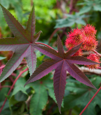 Ricín obyčajný červený Karmen- Ricinus communis gibsoni - semiačka - 3 ks