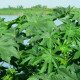 Ricín obyčajný zanzibariensis - Ricinus communis - semiačka - 3 ks