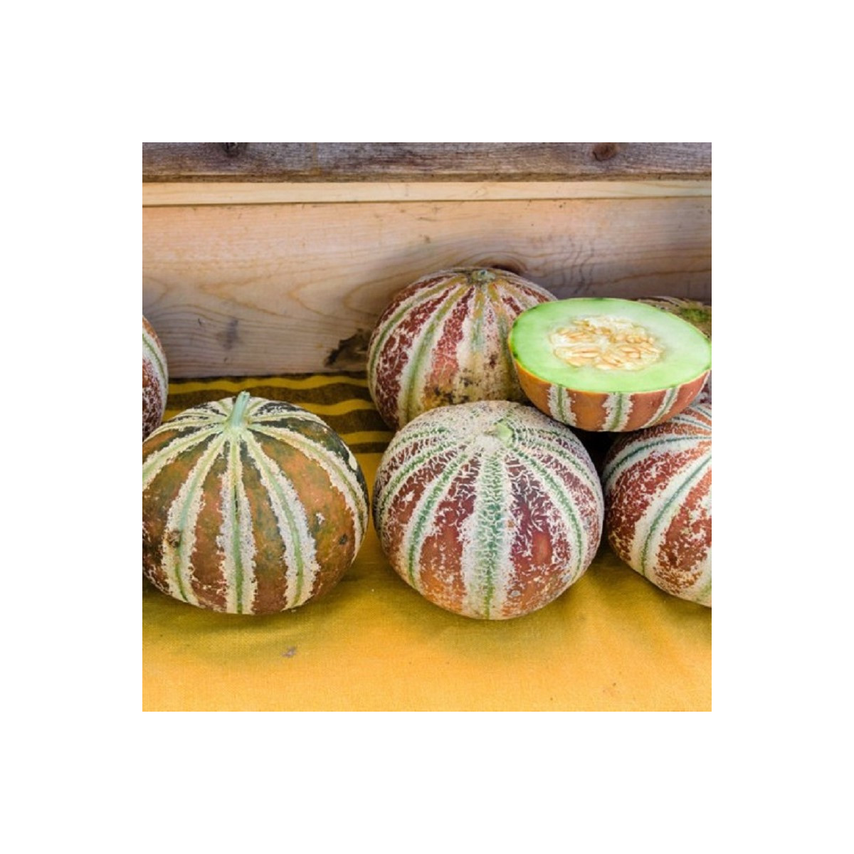 Melón cukrový Kajari - Cucumis melo - predaj semien - 6 ks