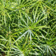 Šachor striedavolistý - Cyperus alternifolius - semiačka - 0.05 g