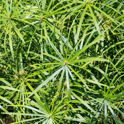Šachor striedavolistý - Cyperus alternifolius - semiačka - 0.05 g