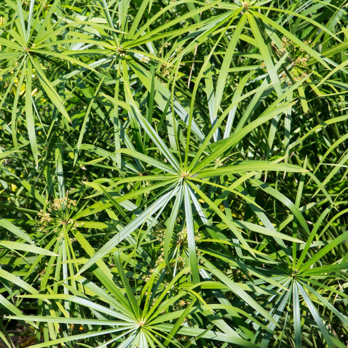 Šachor striedavolistý - Cyperus alternifolius - semiačka - 0.05 g