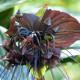 Taka veľkokvetá - Tacca chantrieri - semiačka - 3 ks