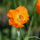 Mak Champagne Bubbles Orange - Papaver nudicaule - predaj semien - 20 ks