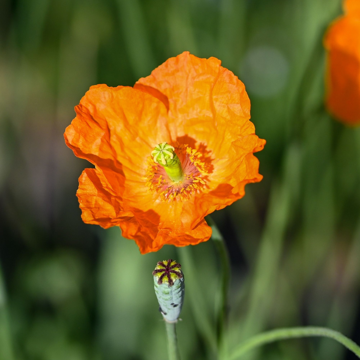 Mak Champagne Bubbles Orange - Papaver nudicaule - predaj semien - 20 ks