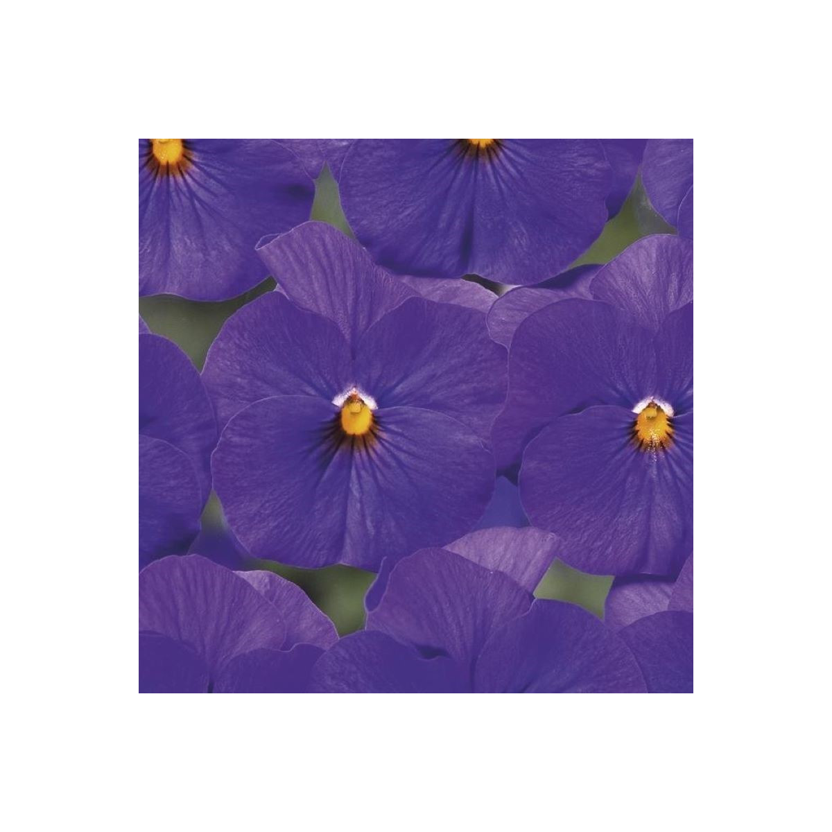 Fialka Twix F1 Blue with Eye - Viola cornuta - predaj semien - 20 ks