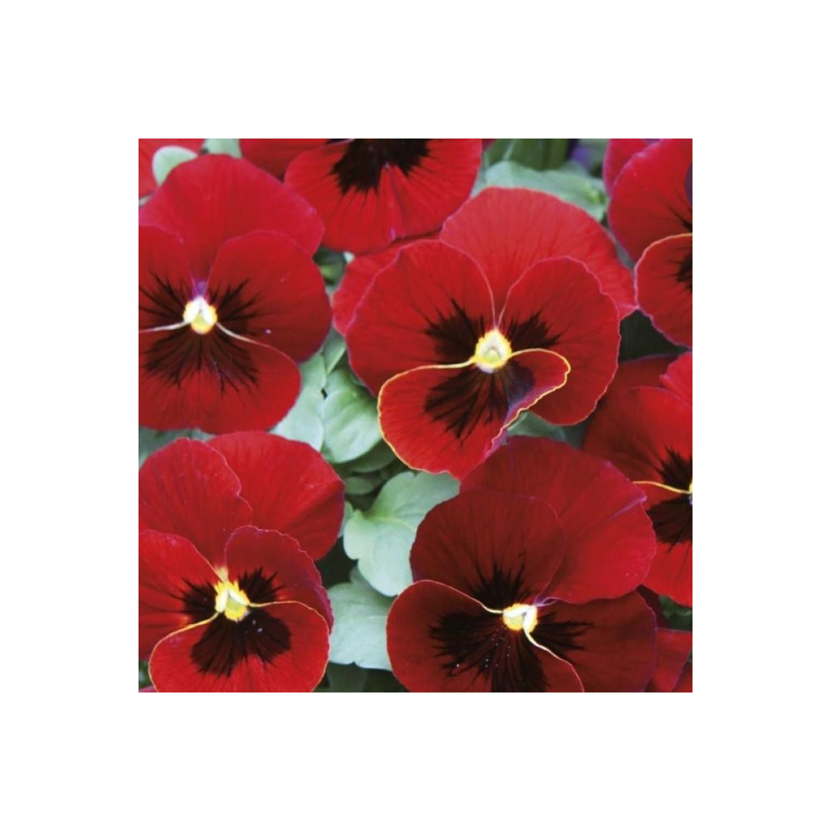 Violka Twix F1 Red with Eye - Viola cornuta - prodej semen - 20 ks