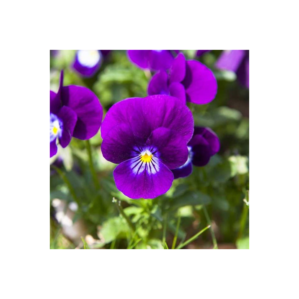 Fialka Twix F1 Violet Flare - Viola cornuta - predaj semien - 20 ks