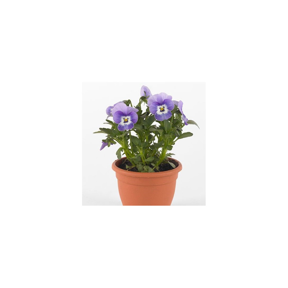Fialka Twix F1 Marina - Viola cornuta - predaj semien - 20 ks