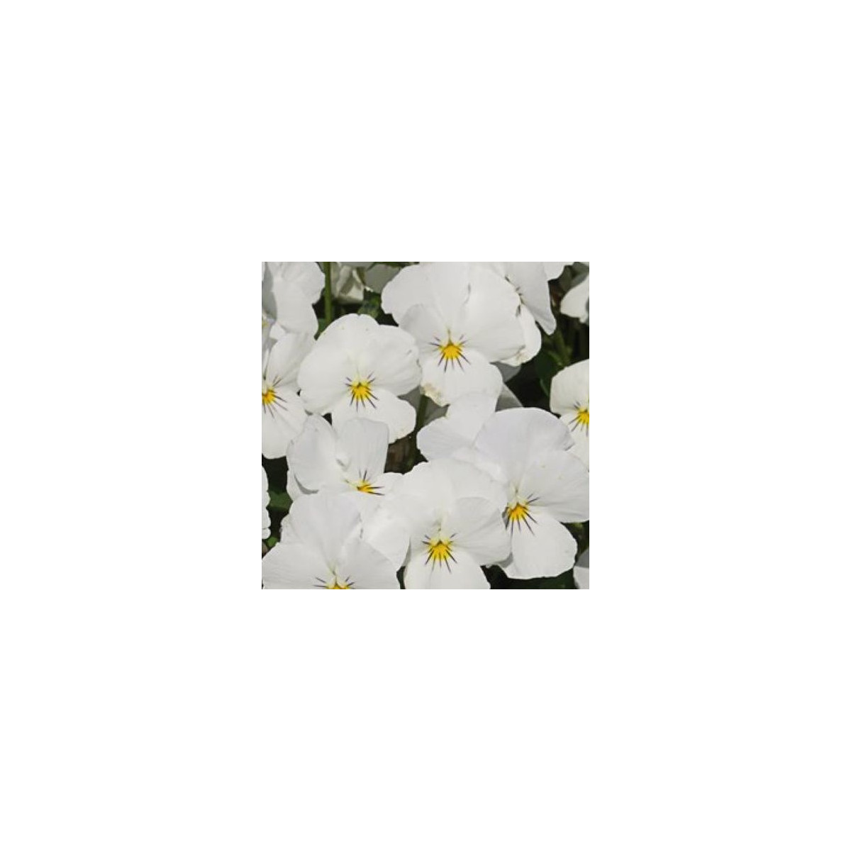 Fialka Twix F1 Snow - Viola cornuta - predaj semien - 20 ks