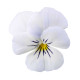 Fialka Twix F1 Snow - Viola cornuta - predaj semien - 20 ks