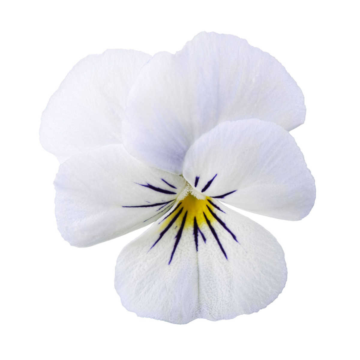 Fialka Twix F1 Snow - Viola cornuta - predaj semien - 20 ks