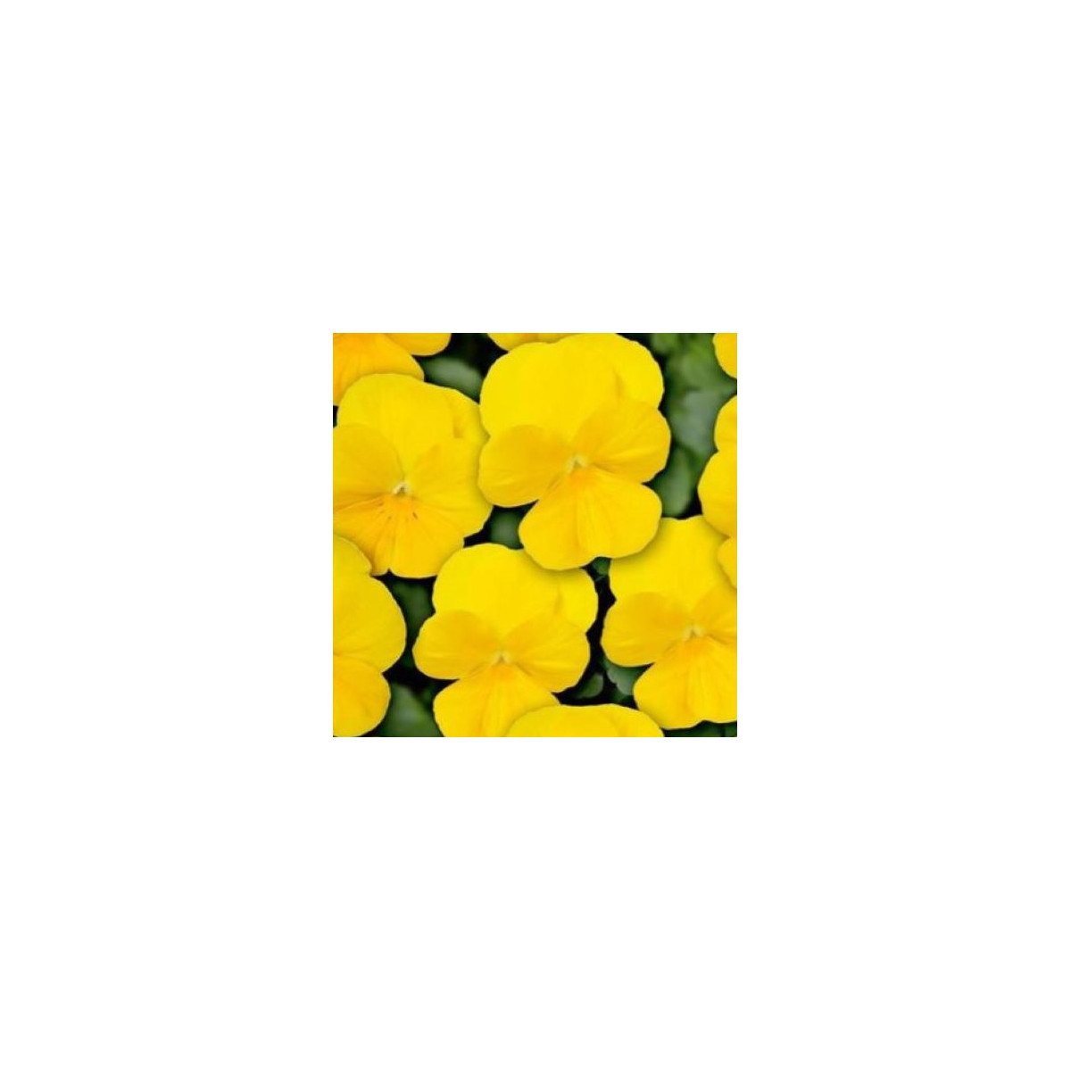 Fialka Twix F1 Yellow - Viola cornuta - predaj semien - 20 ks