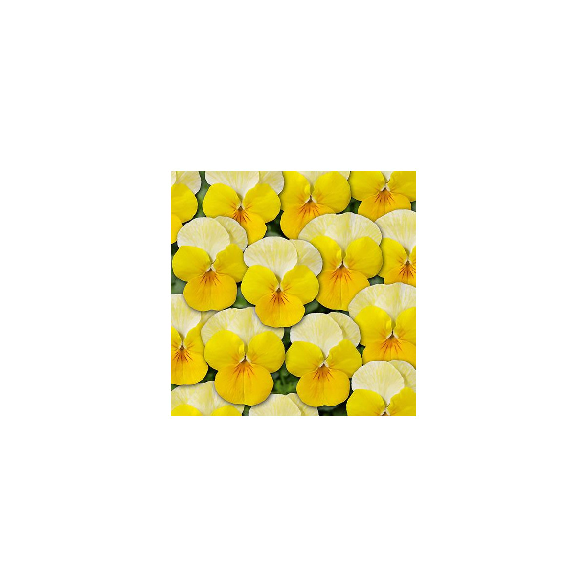 Fialka Ice Babies F1 Golden Yellow - Viola cornuta - predaj semien - 20 ks