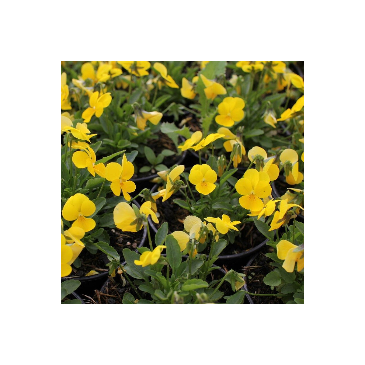Fialka Ice Babies F1 Golden Yellow - Viola cornuta - predaj semien - 20 ks