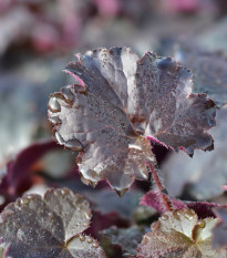Heuchera Palace Purple - Heuchera micrantha - predaj semien - 20 ks