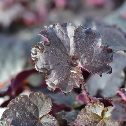 Heuchera Palace Purple - Heuchera micrantha - predaj semien - 20 ks