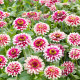 Cínia Flamenco - Zinnia elegans - predaj semien - 50 ks