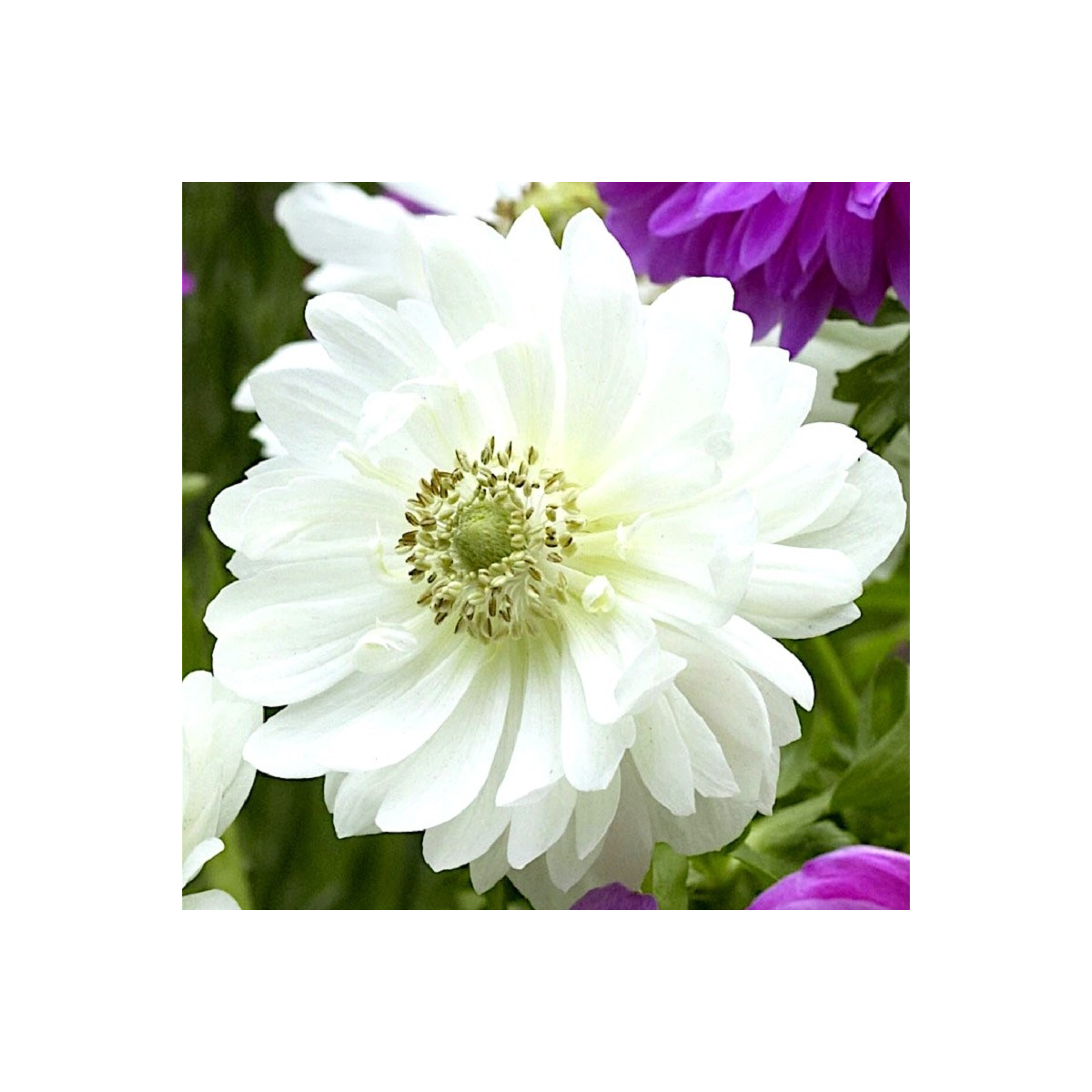 Veternica Mount Everest - Anemone - predaj cibuľovín - 3 ks
