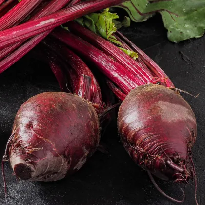 Semená červená repa Redshine - predaj výsevných pásikov - 5 m