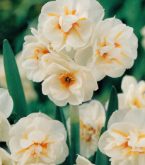 Narcis Sir Winston Churchil - Narcissus - predaj cibuľovín - 3 ks