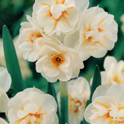 Narcis Sir Winston Churchil - Narcissus - predaj cibuľovín - 3 ks