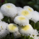 Sedmokráska pomponkovitá biela - Bellis perennis - predaj semien - 0,1 g