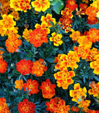 Aksamietnica jednoduchá zmes - Tagetes patula - predaj semien - 0,3 g