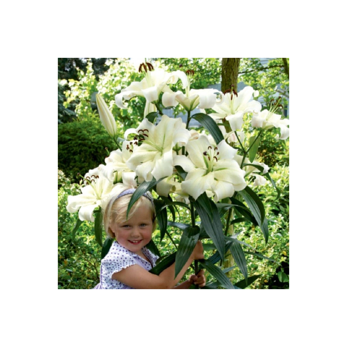 Ľalia Pretty Woman - Lilium - predaj cibuľovín - 1 ks