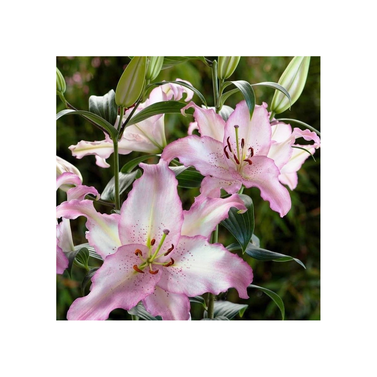 Ľalia Brasilia - Lilium - predaj cibuľovín - 1 ks