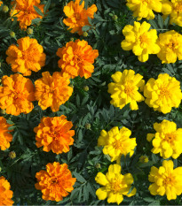 Aksamietnica rozložitá Primo - Tagetes patula - predaj semien - 0,3 g