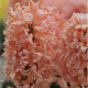 Hyacint Gipsy Queen - Hyacinthus - predaj cibuľovín - 1 ks
