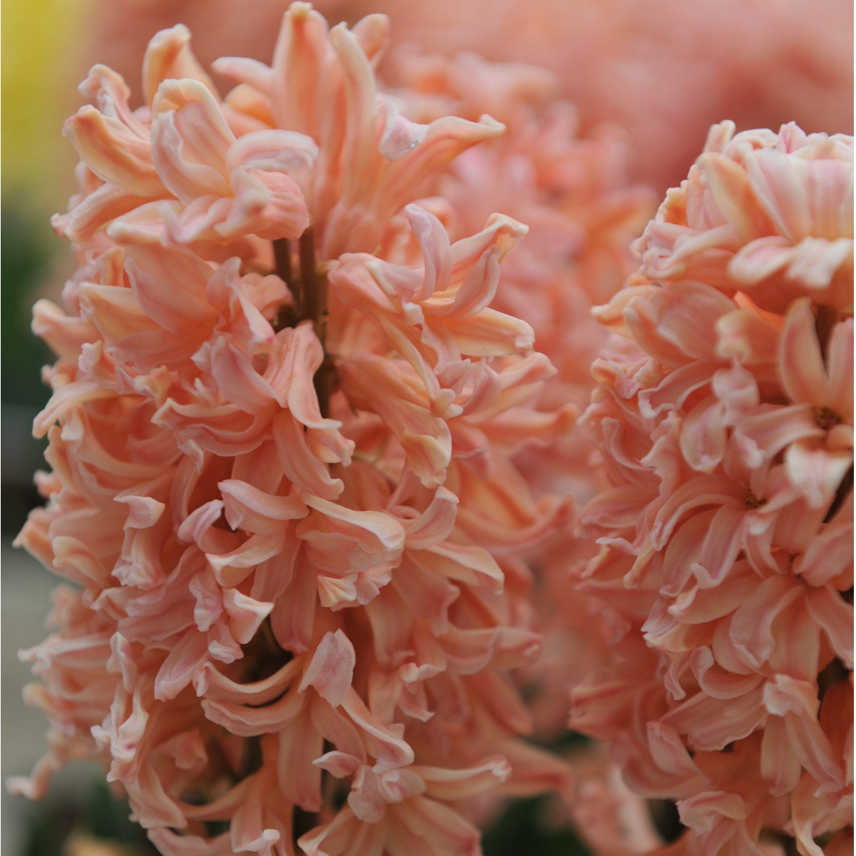 Hyacint Gipsy Queen - Hyacinthus - predaj cibuľovín - 1 ks