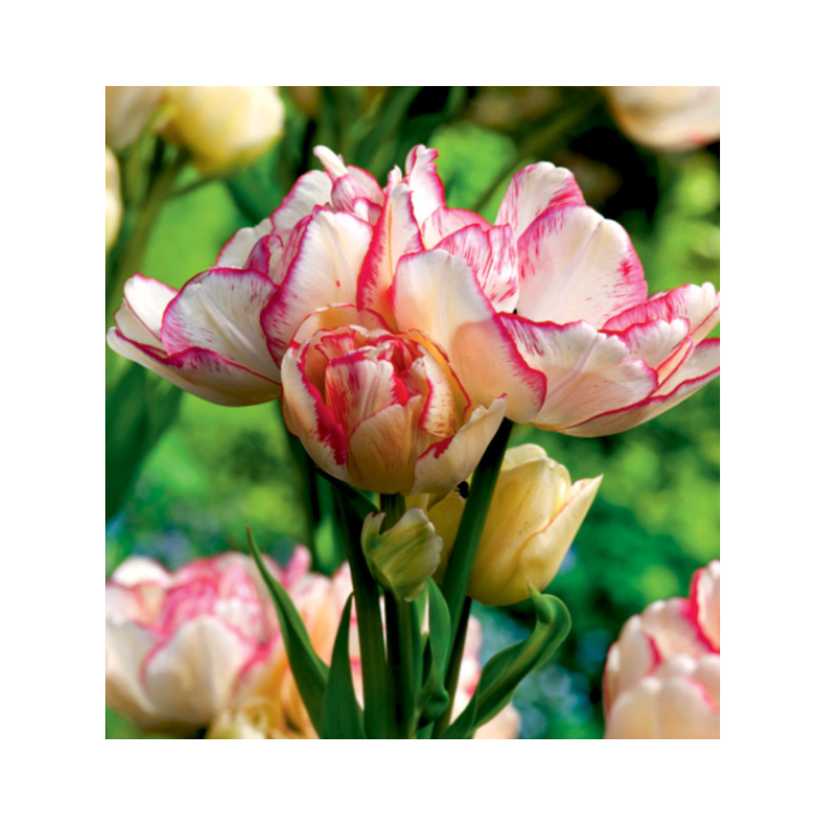 Tulipán Belicia - Tulipa - predaj cibuľovín - 3 ks