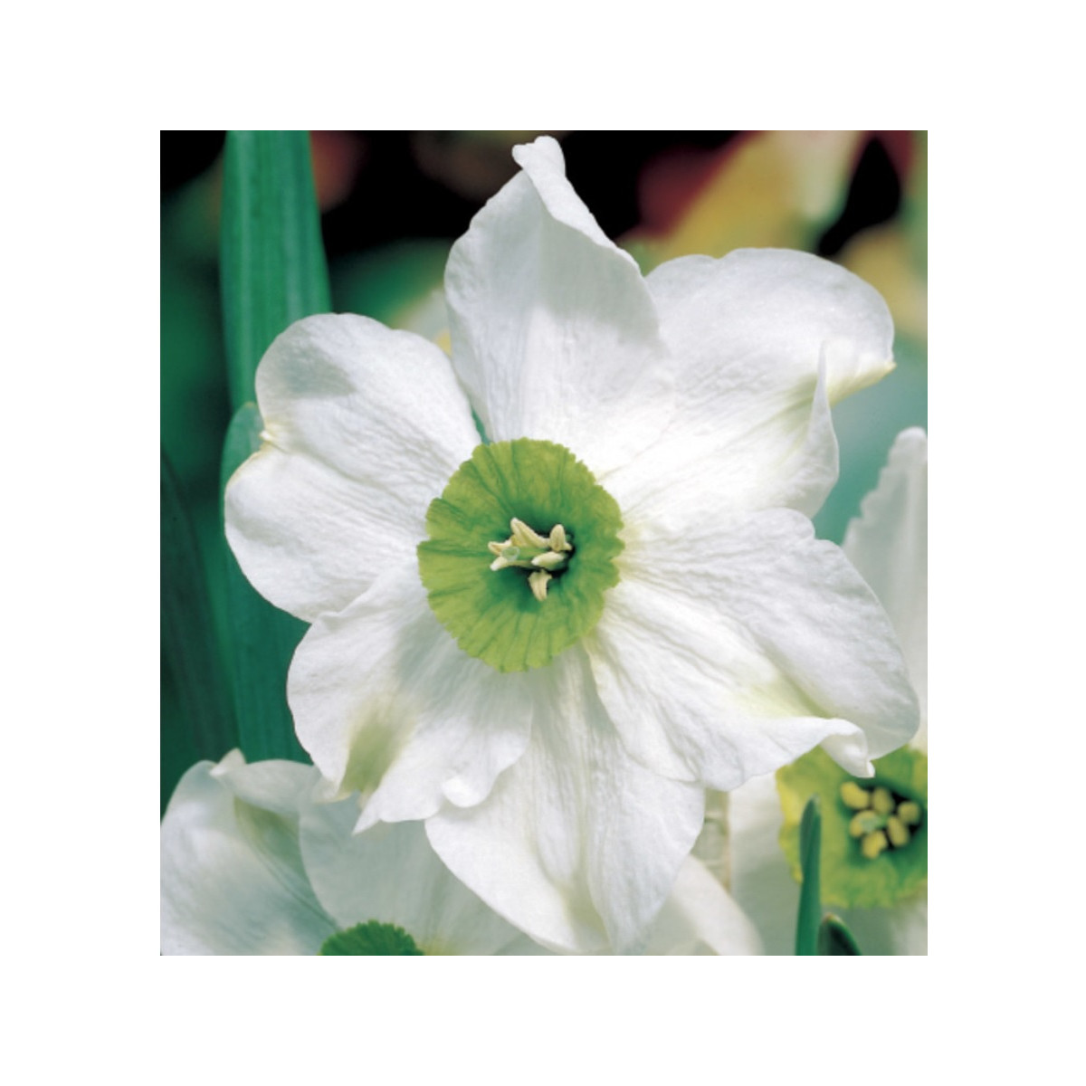Narcis Sinopel - Narcissus - predaj cibuľovín - 3 ks
