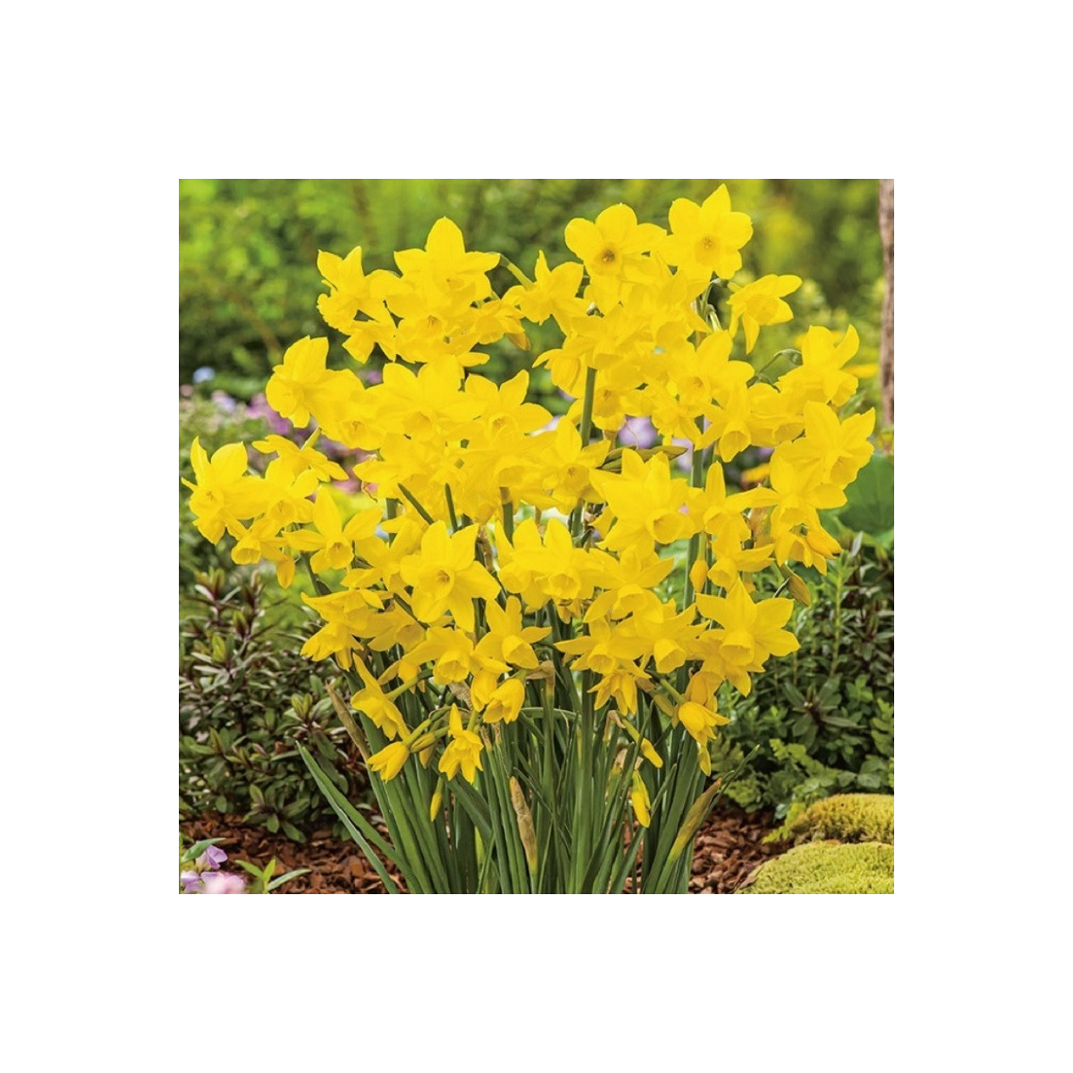 Narcis Quail - Narcissus - predaj cibuľovín - 3 ks