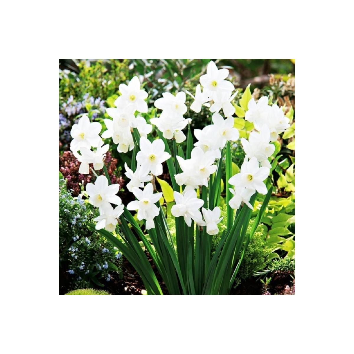 Narcis Silver Bouquet - Narcissus - predaj cibuľovín - 3 ks