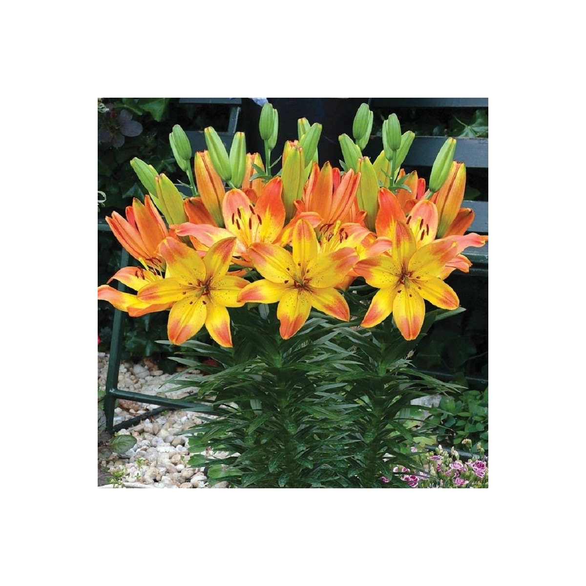 Ľalia Happy Memories - Lilium - predaj cibuľovín - 1 ks