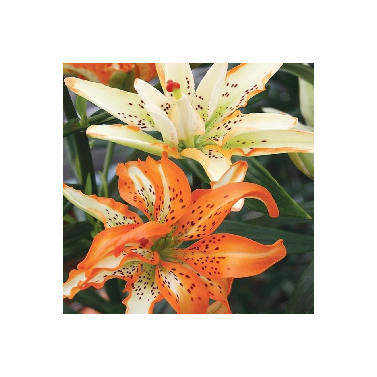 Ľalia Must See - Lilium - predaj cibuľovín - 1 ks