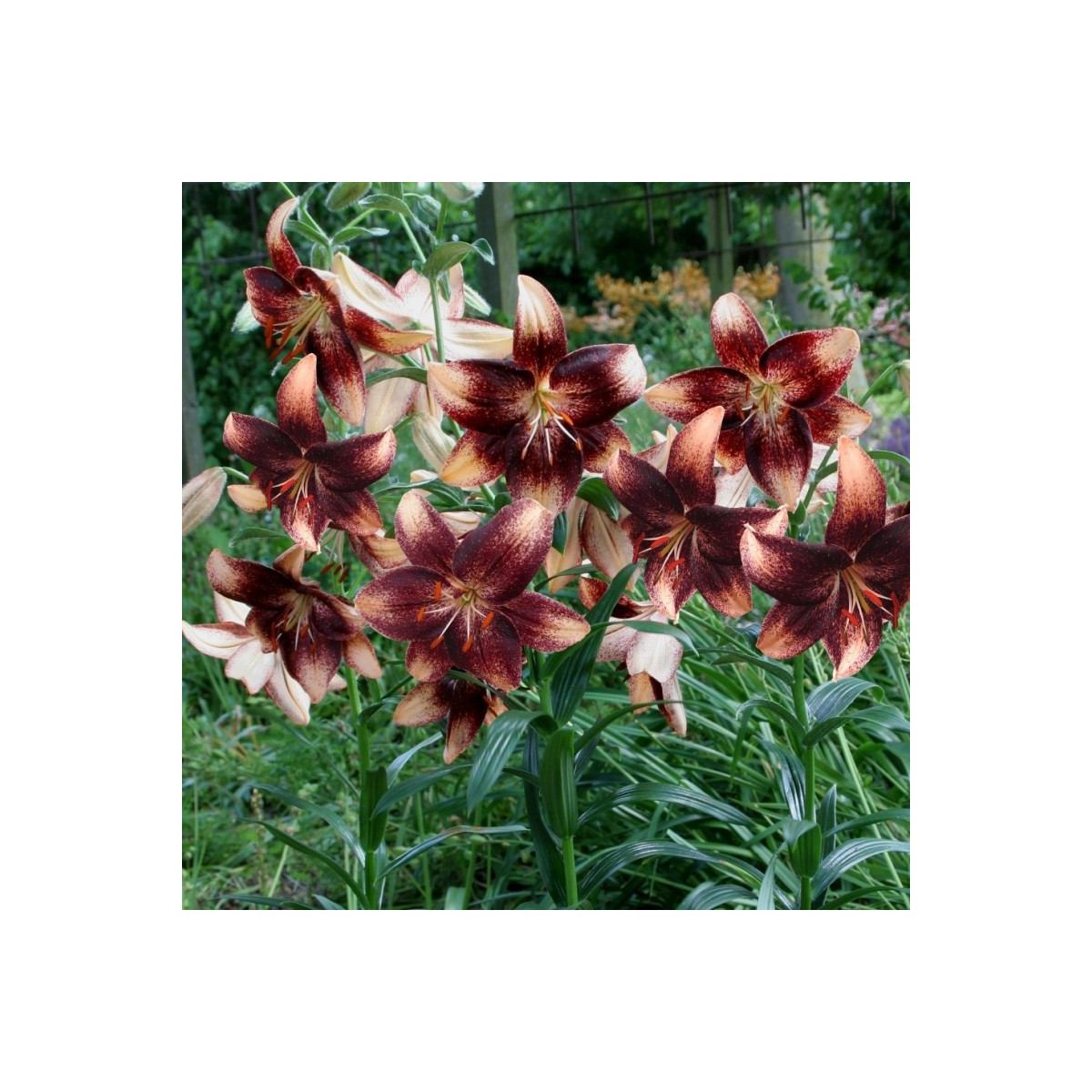 Ľalia Chocolate Event - Lilium - predaj cibuľovín - 1 ks