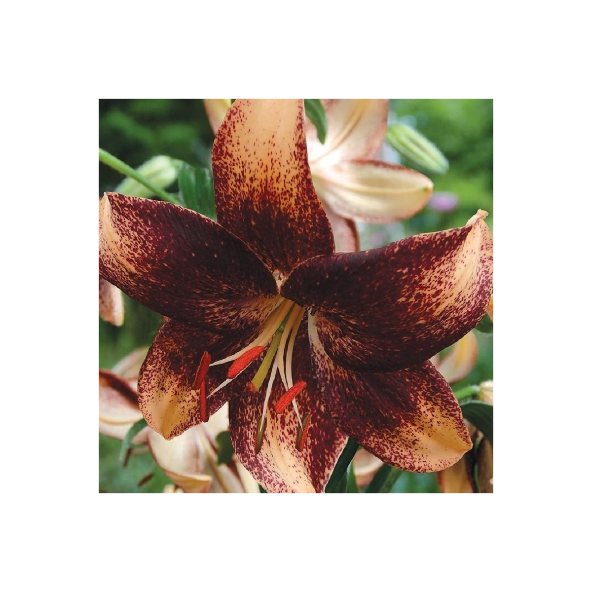 Ľalia Chocolate Event - Lilium - predaj cibuľovín - 1 ks