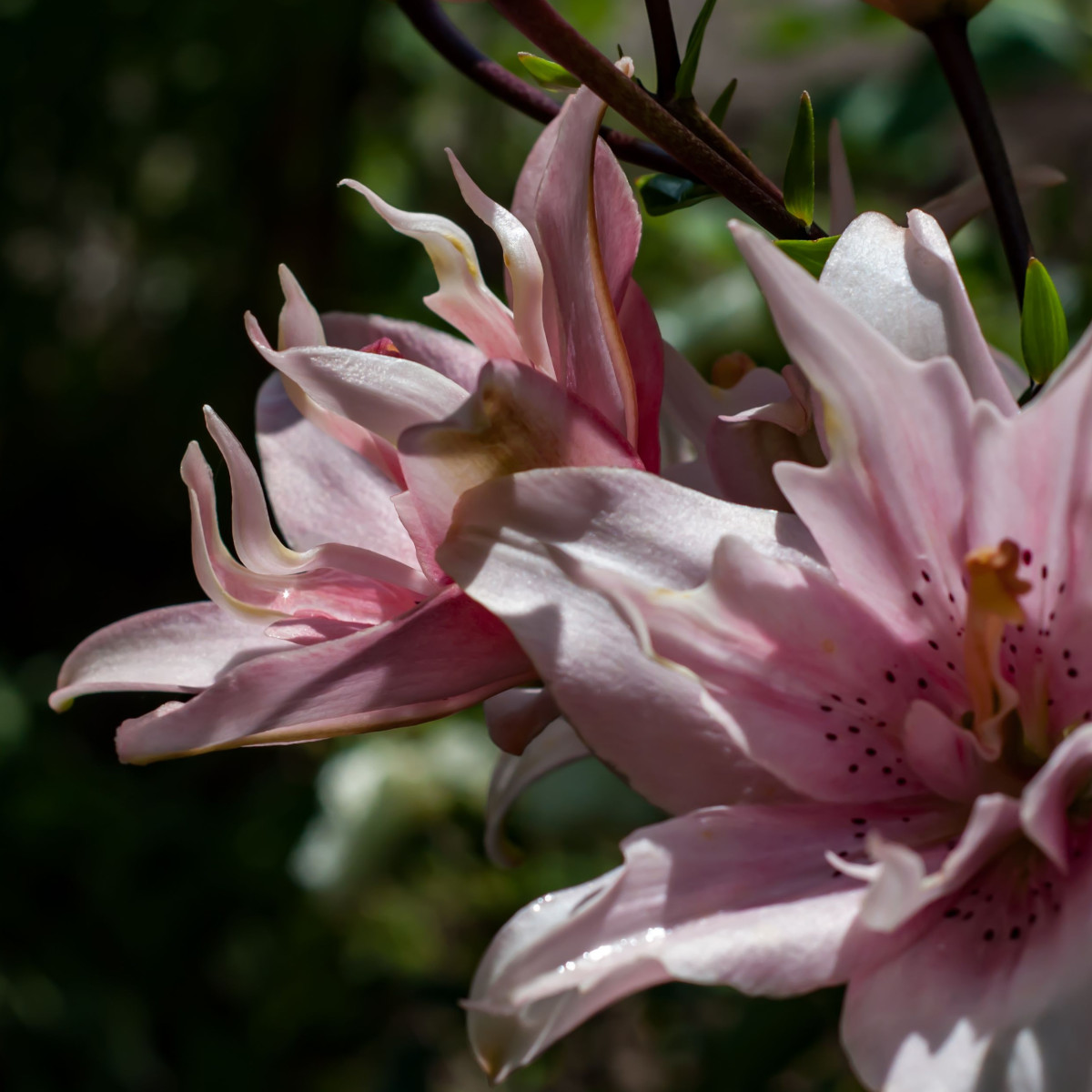 Ľalia Elodie - Lilium - predaj cibuľovín - 1 ks
