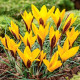 Krókus širokolistý - Crocus angustifolius - predaj cibuľovín - 3 ks