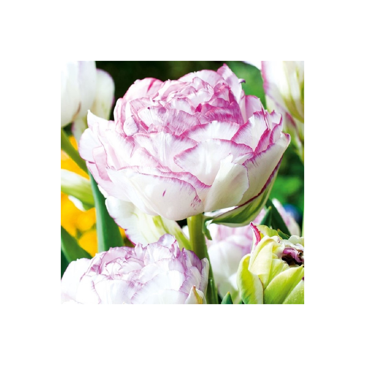 Tulipán Double Touch - Tulipa - predaj cibuľovín - 3 ks