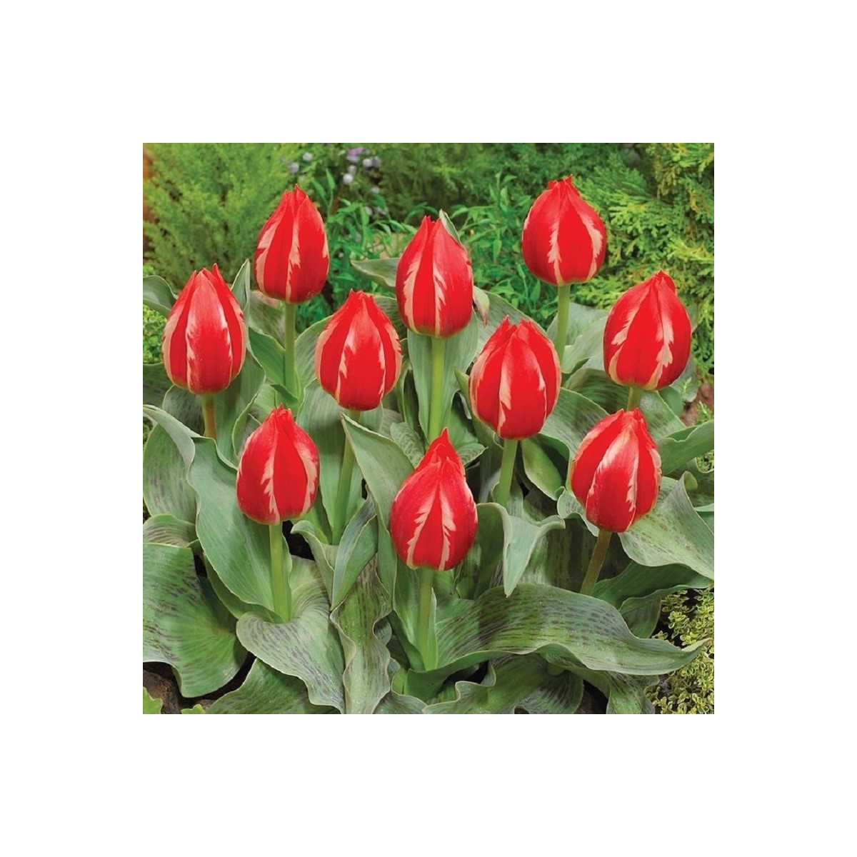 Tulipán Friendly Fire - Tulipa greigii - predaj cibuľovín - 3 ks